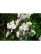 Rosier ancien - Sally Holmes - ©Roses Guillot®
