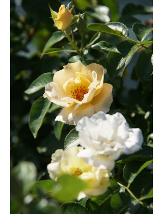 Rosier Terre des Roses® - Souvenir de Robert Schuman - ©Roses Guillot®