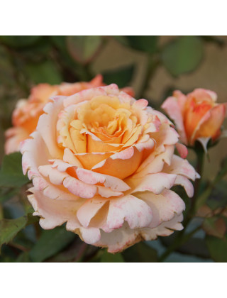 Rosier Hybride de Thé Guillot® - Tahitian Sunset - ©Roses Guillot®