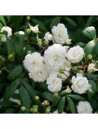 Rosier Ancien - Trésor de Thorigny - ©Roses Guillot®