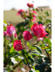 Rosier Hybride de Thé Guillot® - Ville de Villeurbanne - ©Roses Guillot®