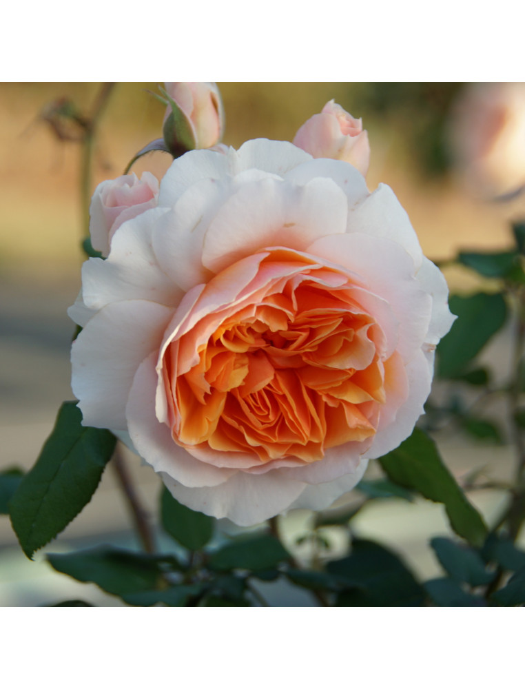 Rosier Générosa® - Xavier de Fraissinette - ©Roses Guillot®