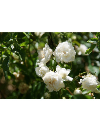 Rosier ancien - Yvonne Rabier - ©Roses Guillot®