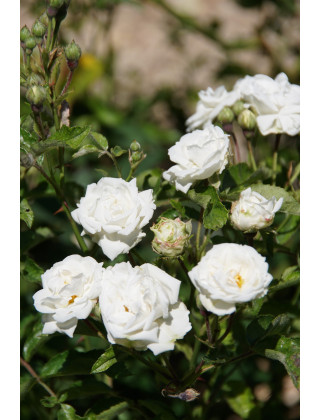 Rosier ancien - Yvonne Rabier - ©Roses Guillot®