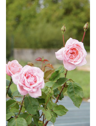 Rosier Ancien - Queen Elizabeth - ©Roses Guillot®