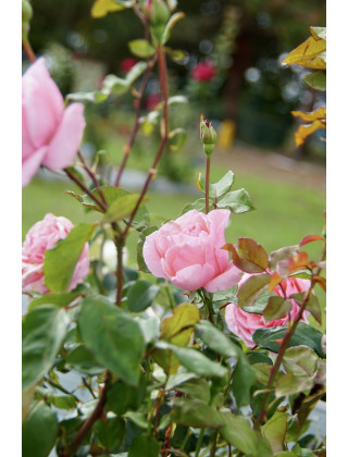 Rosier Ancien - Queen Elizabeth - ©Roses Guillot®