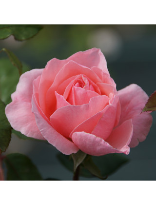 Rosier Ancien - Queen Elizabeth - ©Roses Guillot®