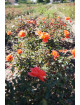 Rosier Hybride de Thé Guillot® - Candelabra®