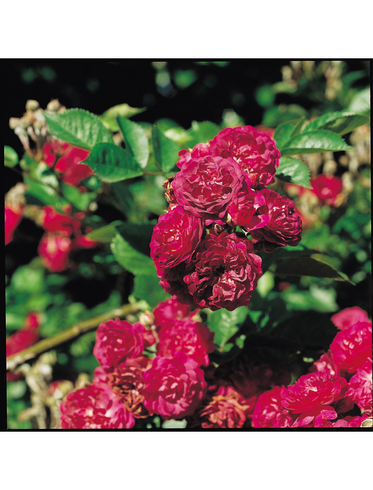 Bleu Magenta