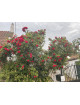 Rosier ancien Red Parfum - ©Roses Guillot®