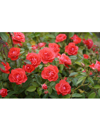 Terre des Roses® - Honneur et Agriculture®- ©Roses Guillot®