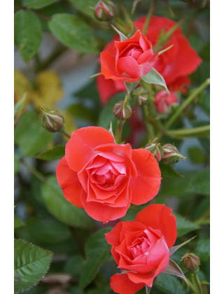 Terre des Roses® - Honneur et Agriculture®- ©Roses Guillot®