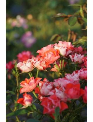 Terre des Roses® - Honneur et Agriculture®- ©Roses Guillot®