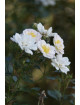 Rosa Bonheur® - Rosier Terre des Roses® -  Guillot®