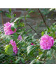 Rosier Ancien - Thérèse Bugnet - ©Roses Guillot®