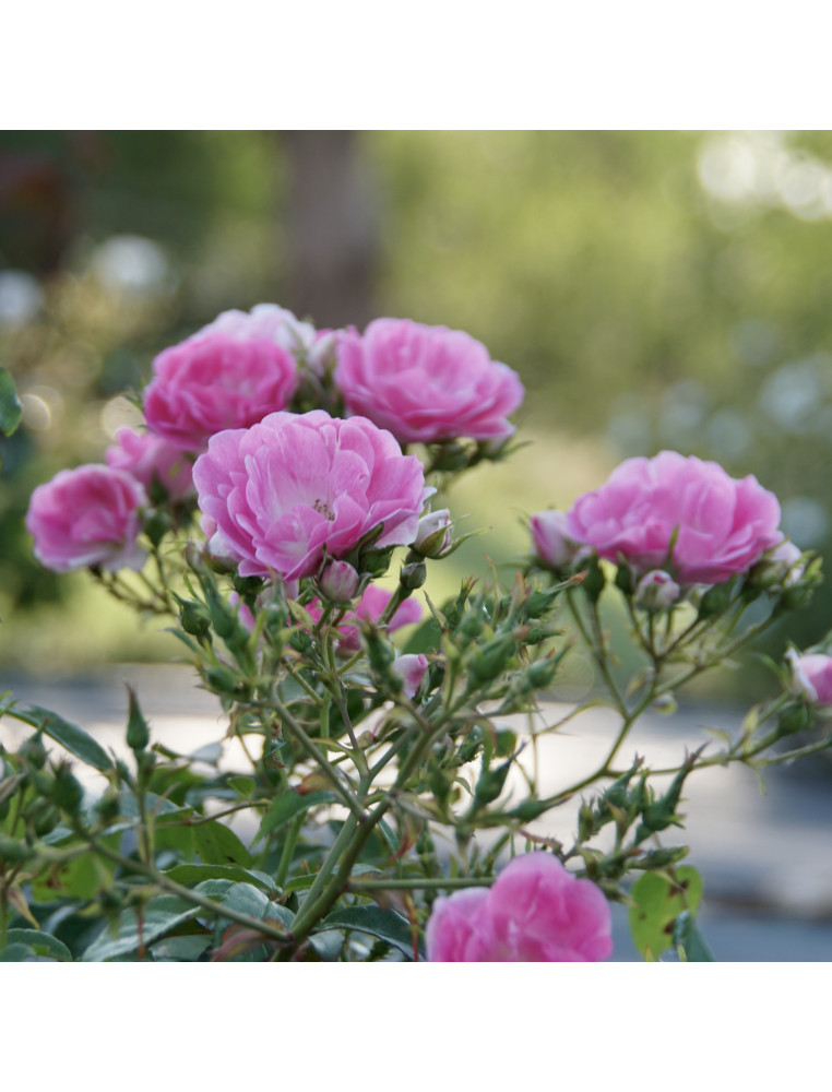 Terre des Roses® - Yves Duteil - ©Roses Guillot® Terre des Roses® - Yves Duteil - ©Roses Guillot®