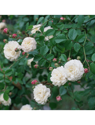 Rosier Liane ancien - Félicité Perpétue - ©Roses Guillot®