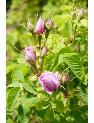 Ros de Damas - Rose ancienne - ©Rose Guillot®