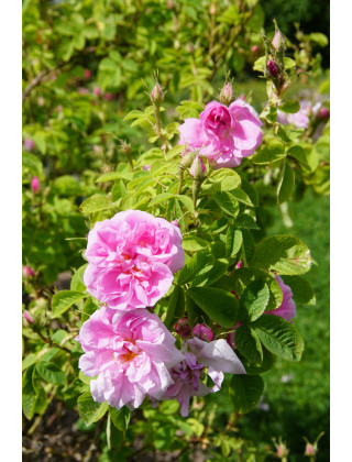 Ros de Damas - Rose ancienne - ©Rose Guillot®