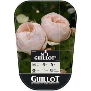 Guillot N°1® (chromo)