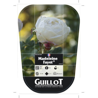 Madeleine Fayet® (chromo)