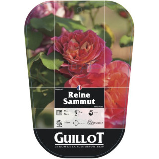 Reine Sammut® (chromo)