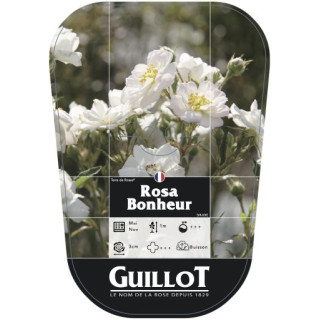 Rosa Bonheur® (chromo)