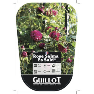 Rose Salma Es-Said® (chromo)