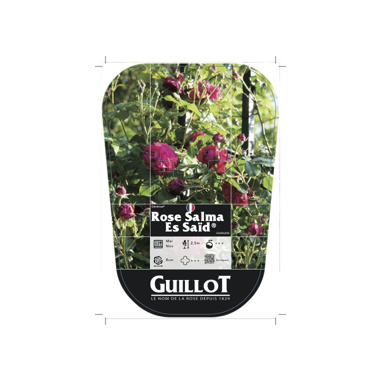 Rose Salma Es-Said® (chromo)