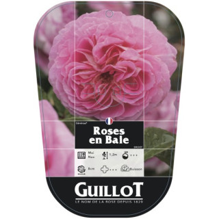 Roses en Baie® (chromo)