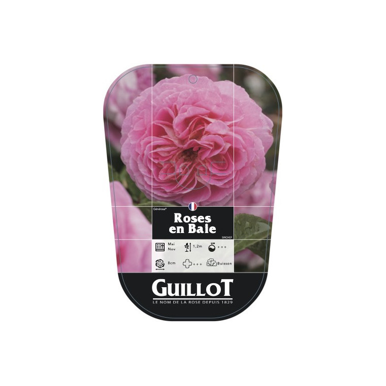 Roses en Baie® (chromo)