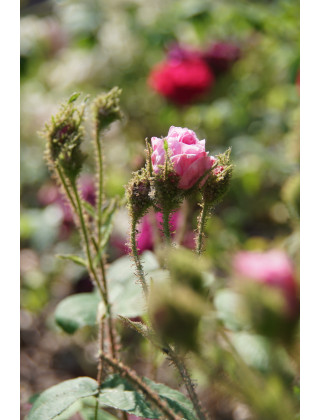 Rosier Ancien Guillot® - Joséphine de Beauharnais - ©Roses Guillot®