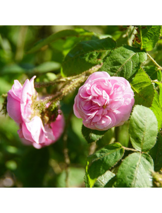 Rosier Ancien Guillot® - Joséphine de Beauharnais - ©Roses Guillot®