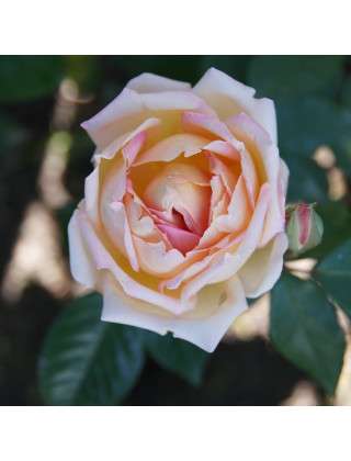 Triomphe de Guillot Fils - Rosier ancien Guillot® - ©Roses Guillot®