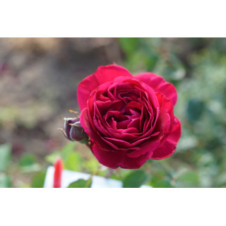Rose de Chateau Beychevelle® - ©Roses Guillot®