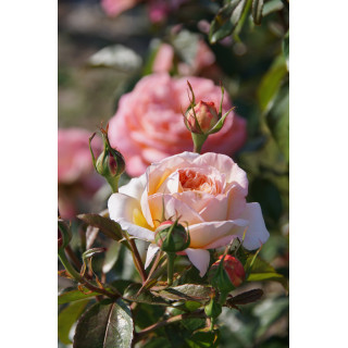 Rose Vauban® - ©Roses Guillot®
