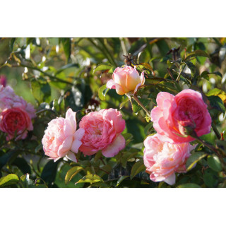 Rose Vauban® - ©Roses Guillot®