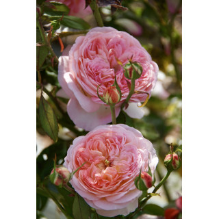 Rose Vauban® - ©Roses Guillot®