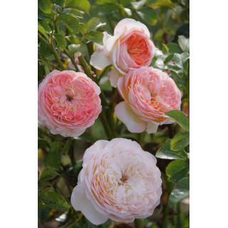Rose Vauban® - ©Roses Guillot®