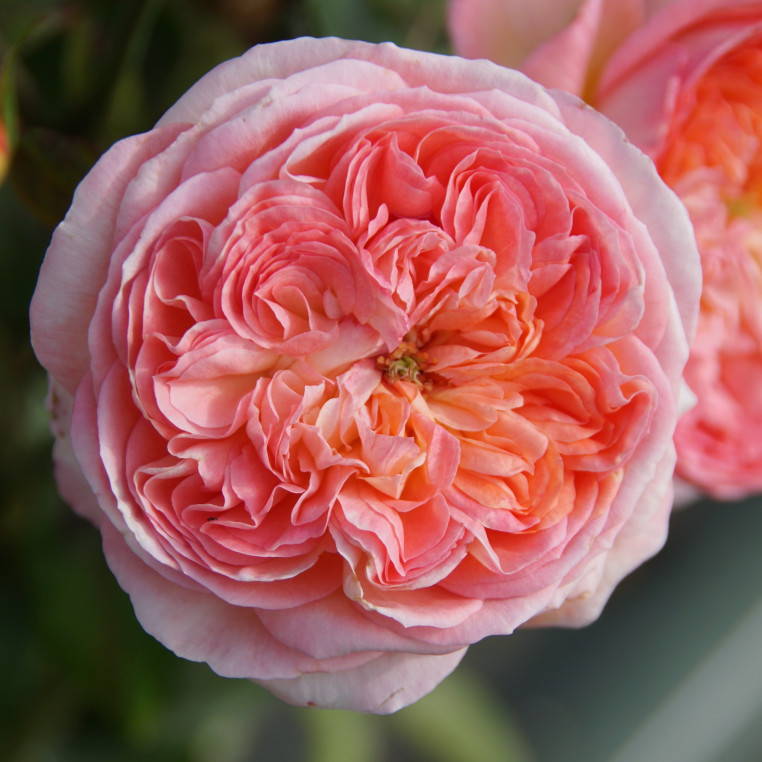 Rose Vauban® - ©Roses Guillot®