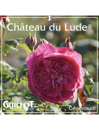 Château du Lude - ©Roses Guillot®