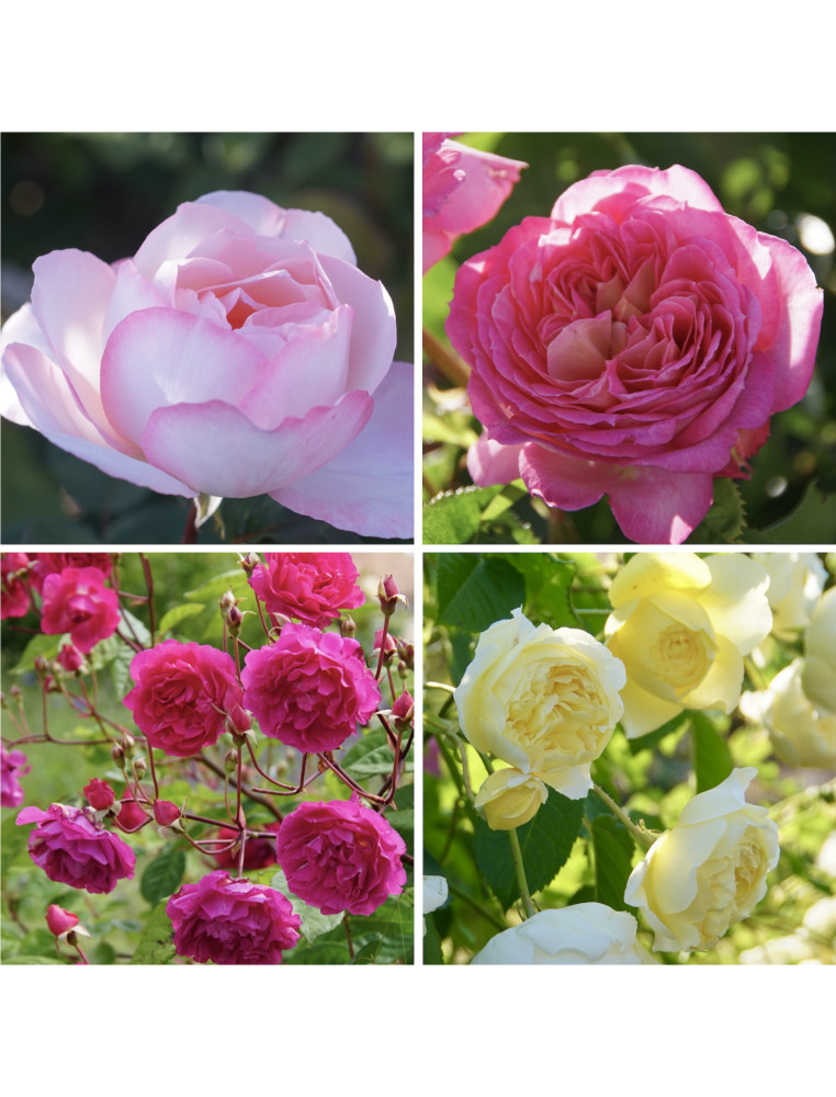 Panier parfumé - ©Roses Guillot®