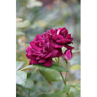 Burgundy Ice® - ©Roses Guillot®