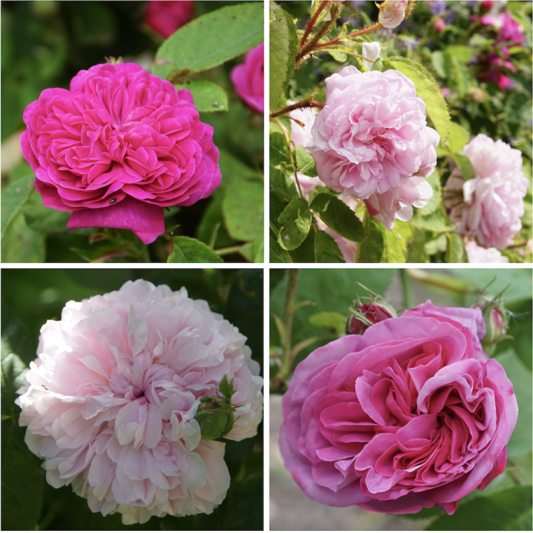 Panier charme ancien - ©Roses Guillot®