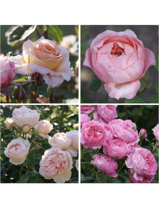 Panier Romantique - ©Roses Guillot®