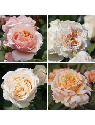 Panier pêche-abricot - ©Roses Guillot®