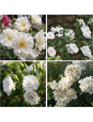Haie Fleurie Blanche - ©Roses Guillot®