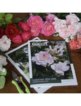 Catalogue 2024-2025 - ©Roses Guillot®