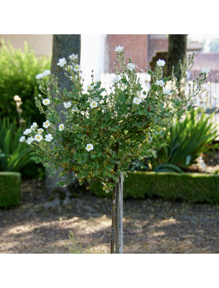 Rosa Bonheur® - Rosier Terre des Roses® -  Guillot®