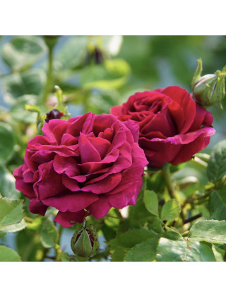 Rosier ancien Guillot® - Comtesse d'Oxford - ©Roses Guillot®